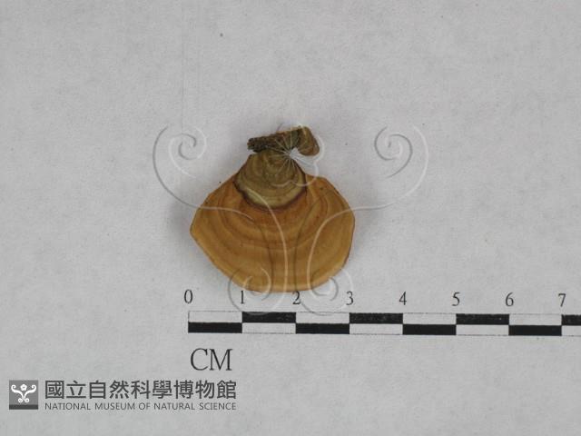 韌革菌屬藏品圖，第4張