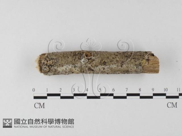 登錄號:F0020055藏品圖，第4張