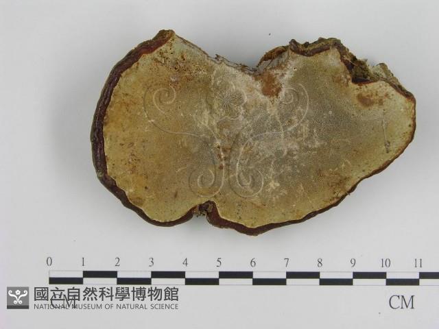 登錄號:F0019055藏品圖，第4張