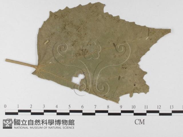 登錄號:F0026355藏品圖，第4張