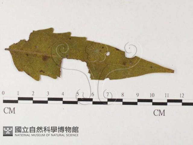 登錄號:F0026245藏品圖，第4張