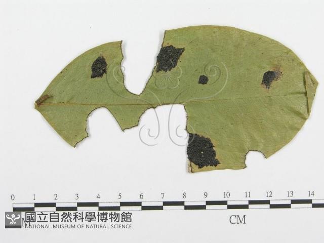 登錄號:F0019245藏品圖，第4張