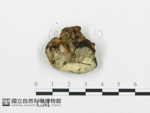 登錄號:F0004845藏品圖，第4張