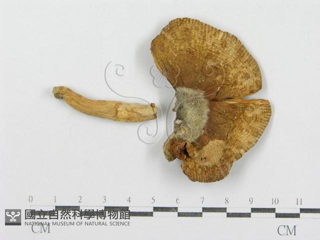 紅菇屬藏品圖，第4張