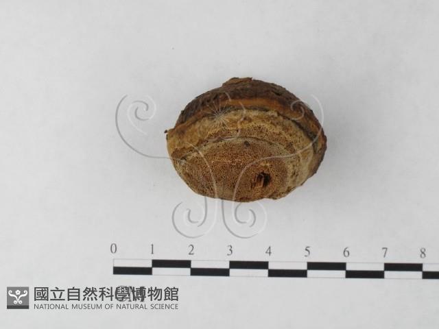纖孔菌屬藏品圖，第4張