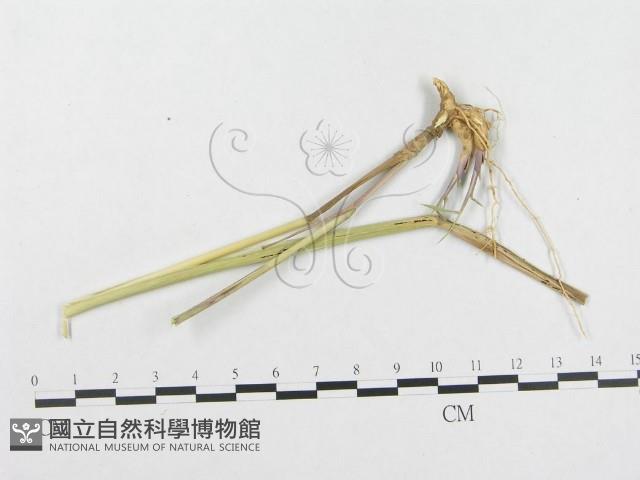 登錄號:F0018945藏品圖，第4張
