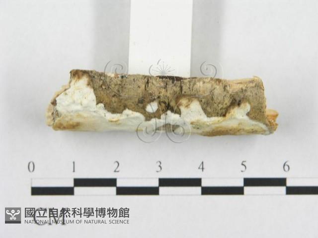 登錄號:F0019945藏品圖，第4張