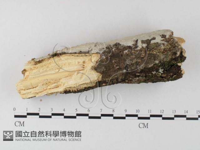 登錄號:F0025645藏品圖，第4張