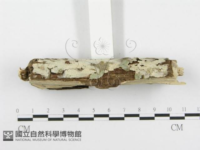 登錄號:F0020445藏品圖，第4張