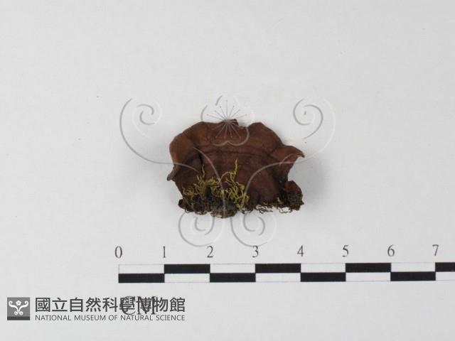 登錄號:F0000445藏品圖，第4張