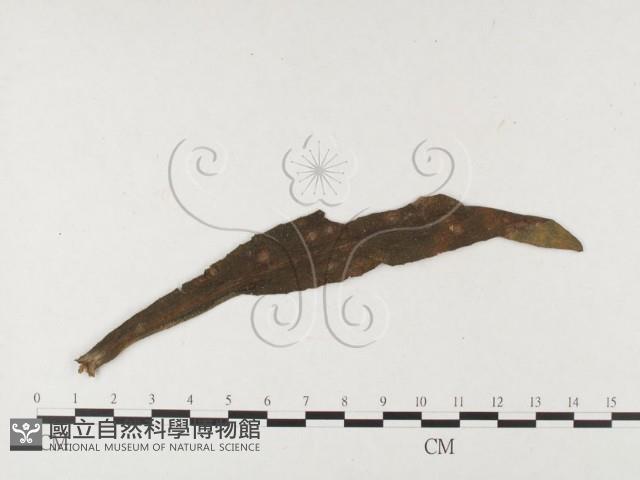 登錄號:F0026445藏品圖，第4張