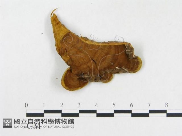 登錄號:F0017445藏品圖，第4張
