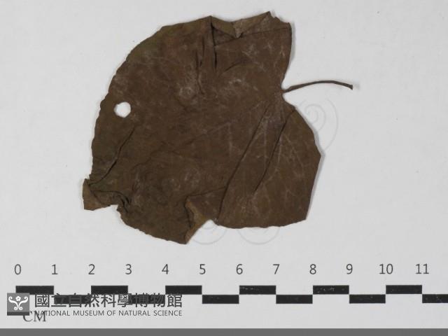 登錄號:F0033445藏品圖，第4張