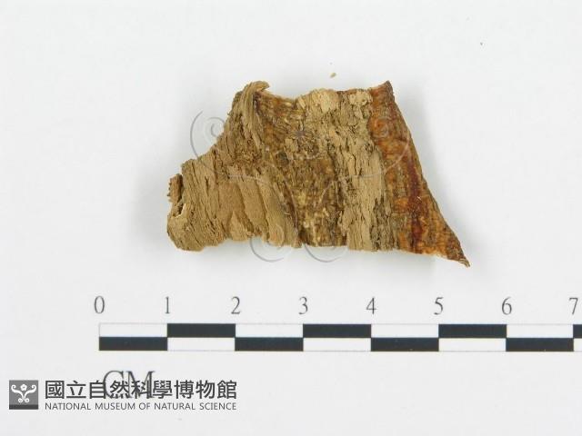 登錄號:F0019745藏品圖，第4張