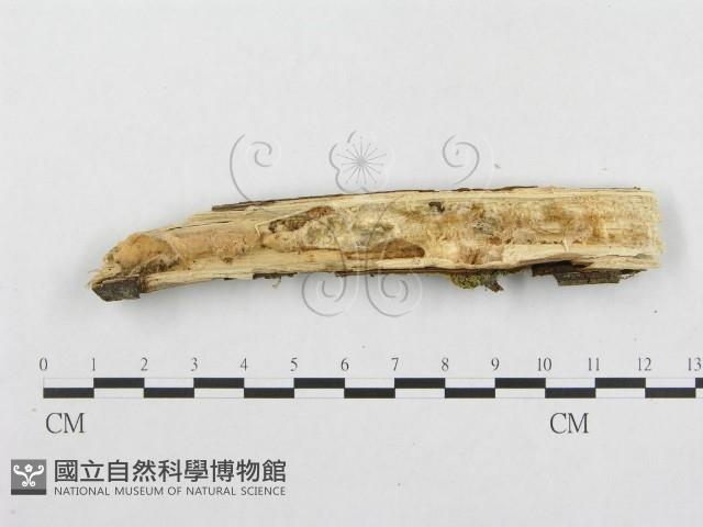 登錄號:F0000545藏品圖，第4張