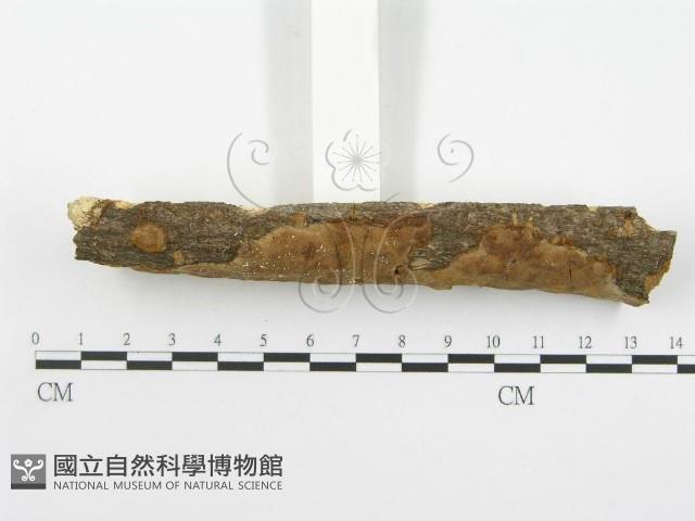 登錄號:F0001545藏品圖，第4張