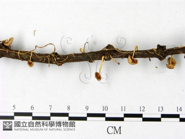 登錄號:F0014545藏品圖，第4張