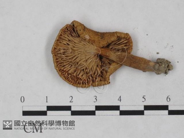 登錄號:F0023545藏品圖，第4張