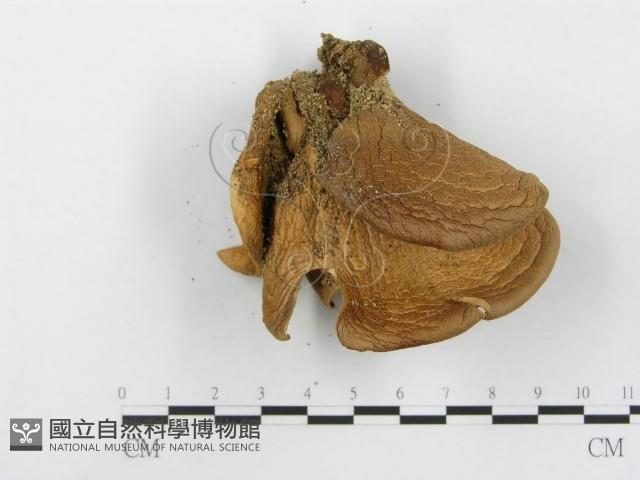 登錄號:F0003545藏品圖，第4張