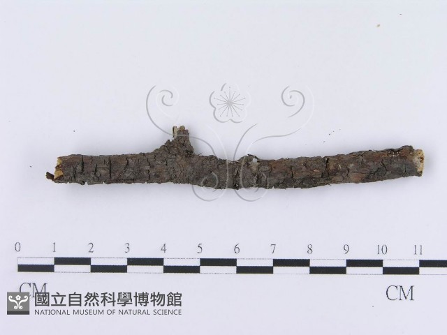 登錄號:F0013545藏品圖，第4張