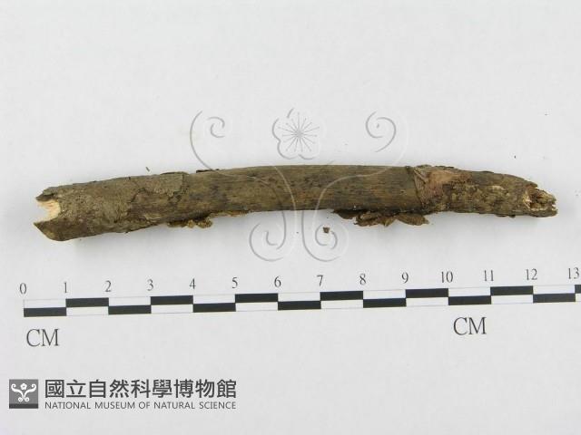 登錄號:F0000145藏品圖，第4張