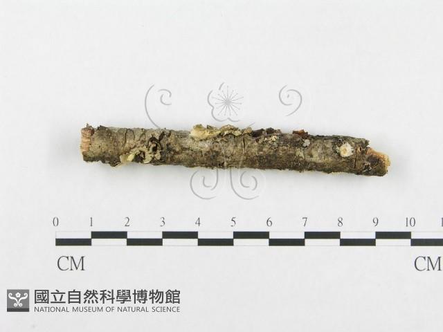 登錄號:F0001045藏品圖，第4張