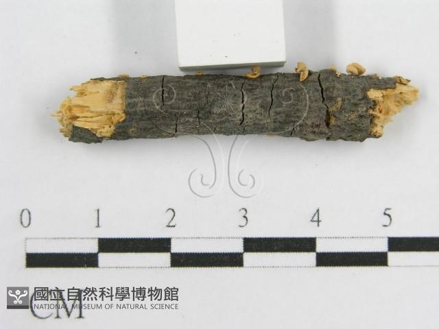 微皮傘屬藏品圖，第4張