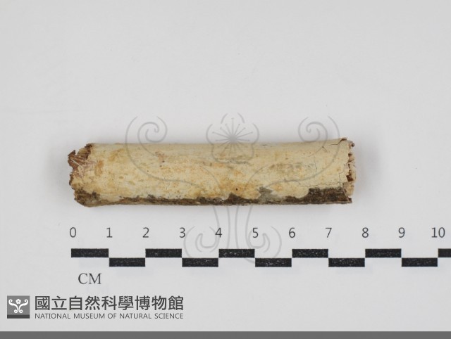 登錄號:F0034345藏品圖，第4張