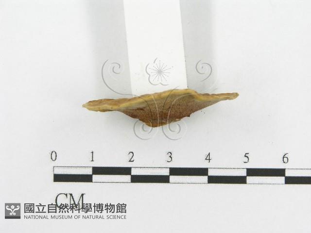 登錄號:F0012345藏品圖，第4張