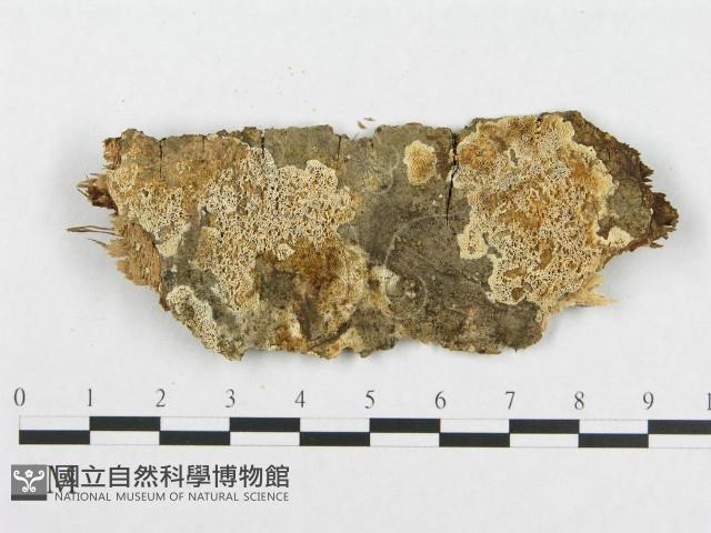 登錄號:F0017345藏品圖，第4張