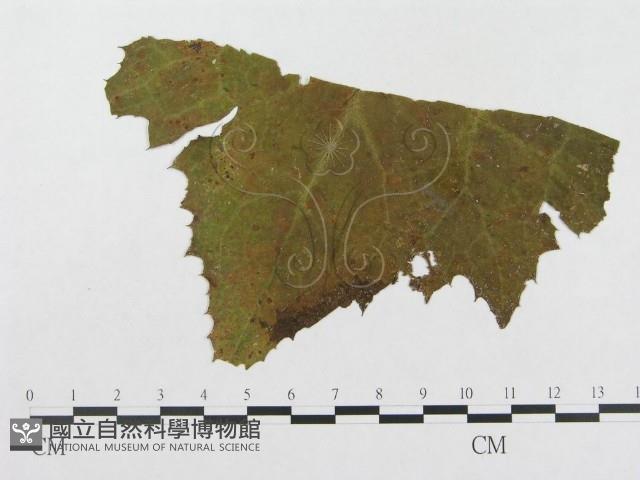 登錄號:F0019345藏品圖，第4張