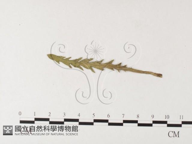 登錄號:F0026235藏品圖，第4張