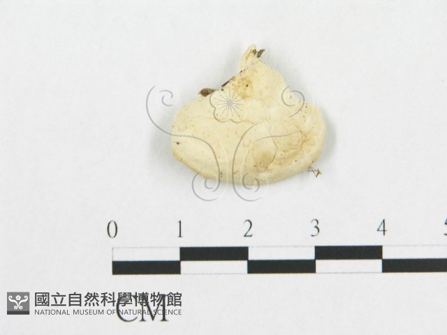 登錄號:F0007235藏品圖，第4張