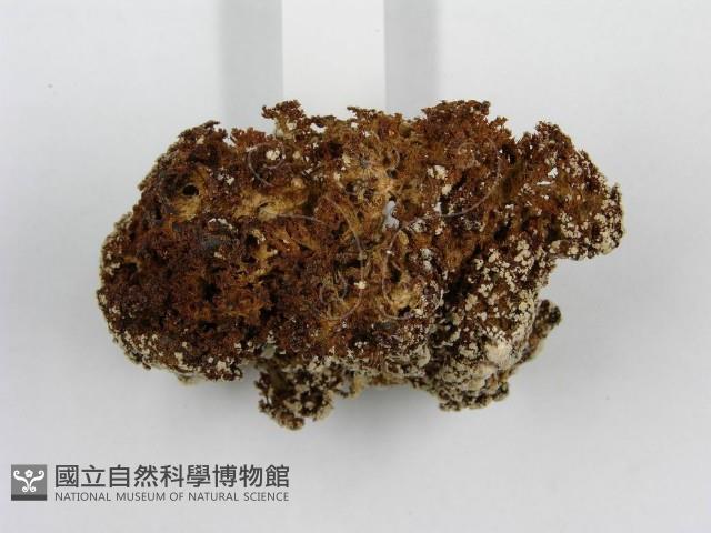 登錄號:F0003235藏品圖，第4張