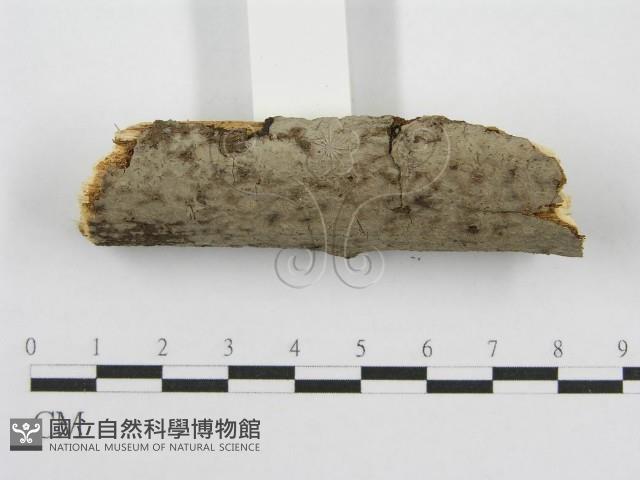 筍殼菌屬藏品圖，第4張