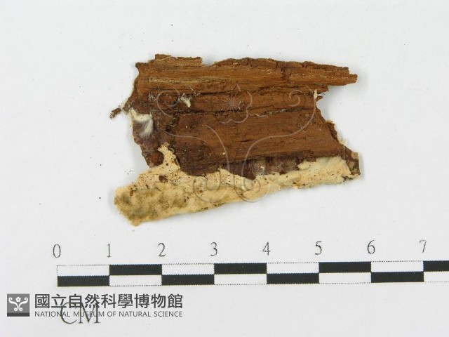 登錄號:F0004635藏品圖，第4張