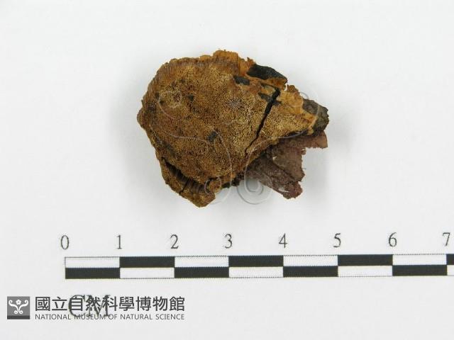 登錄號:F0017635藏品圖，第4張