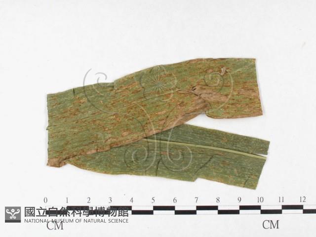 登錄號:F0026435藏品圖，第4張