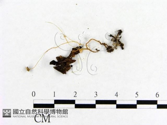 小菇屬藏品圖，第4張