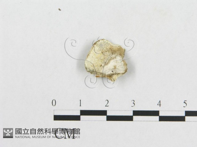 登錄號:F0017435藏品圖，第4張