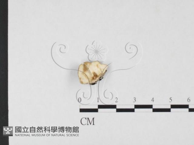 雲芝藏品圖，第4張