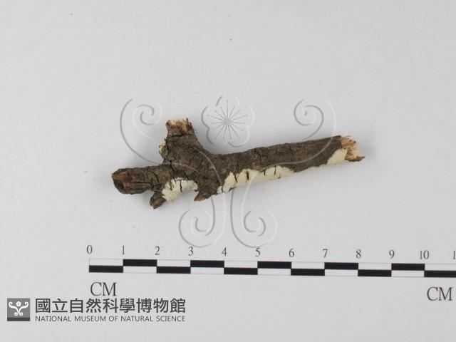 登錄號:F0014735藏品圖，第4張