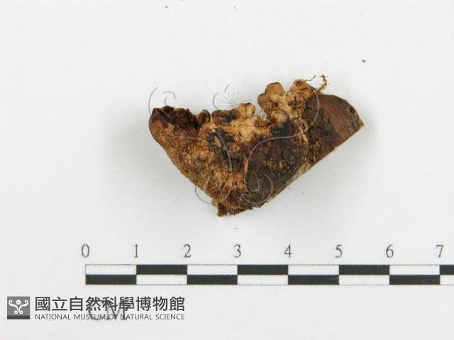 登錄號:F0005735藏品圖，第4張
