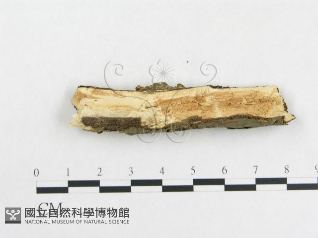 革墊菌屬藏品圖，第4張