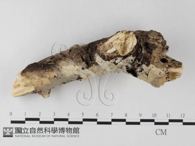 登錄號:F0020135藏品圖，第4張