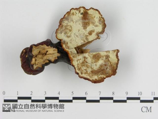 重傘靈芝藏品圖，第4張