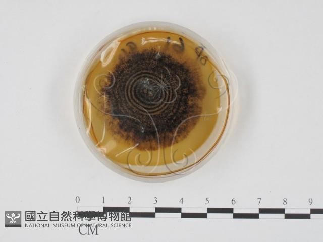 登錄號:F0022135藏品圖，第4張