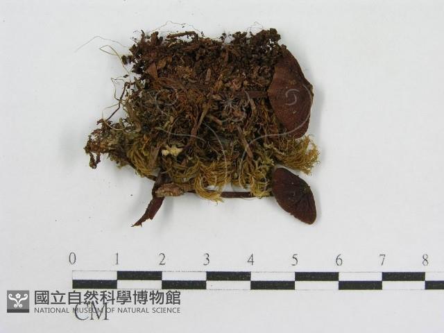 登錄號:F0013135藏品圖，第4張