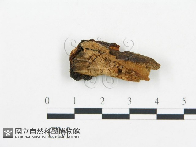 登錄號:F0006035藏品圖，第4張