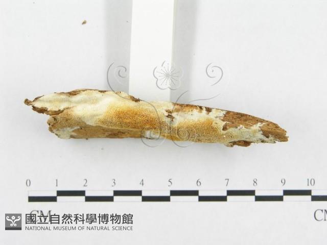 登錄號:F0014035藏品圖，第4張